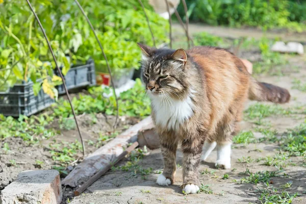 内野を歩く美しい家猫 — ストック写真