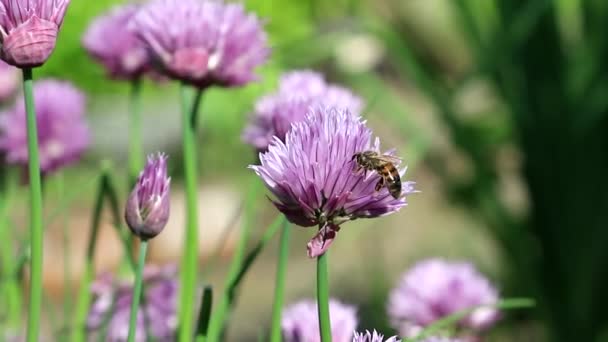 A bee collects pollen from the purple flowers of ornamental onions — Stock Video