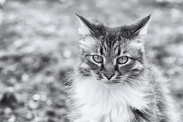 美しい長い雇われたメインあらいくま猫肖像画のスタイルで茶色 白と黒の猫のソフト フォーカス ショットのフロント ビュー — ストック写真