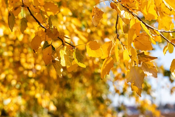 Jaune feuilles d'automne tombent de la couronne — Photo