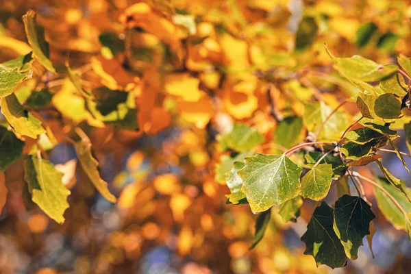 Gele herfstbladeren vallen van de kroon — Stockfoto