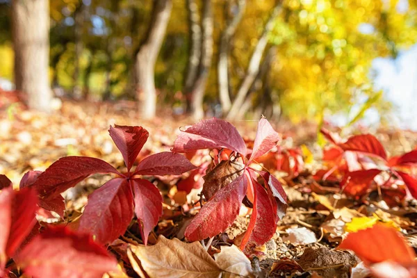 Rode herfstbladeren van wilde druiven — Stockfoto