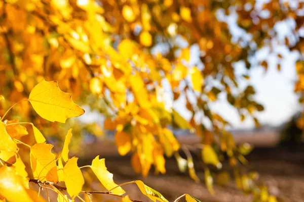 Gele herfstbladeren vallen van de kroon — Stockfoto