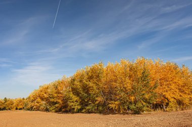 Sarı sonbahar yaprakları ormandaki ağaçların taçlarında