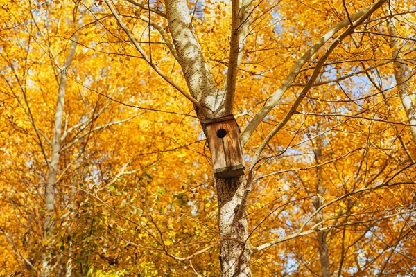 Een vogelhuisje hangt aan een boom in een herfstbos — Stockfoto