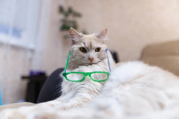 Gato Doméstico Color Rojo Blanco Prueba Gafas Dibujadas Con Bolígrafo —  Fotos de Stock