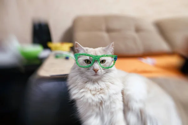 Domestic Cat Red White Color Tries Glasses Drawn Pen — Stock Photo, Image