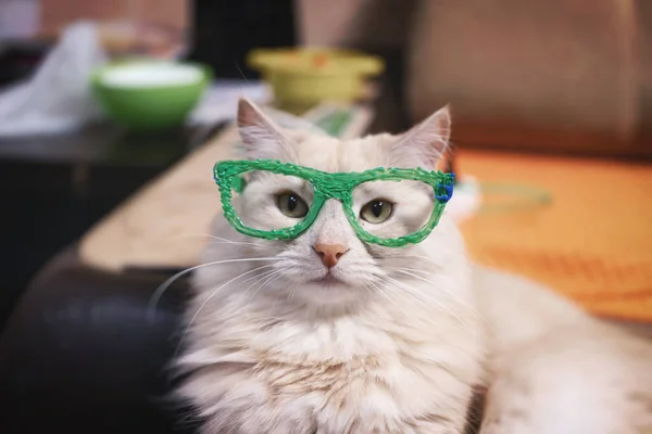 Domestic cat of red and white color tries on glasses drawn with a 3D pen
