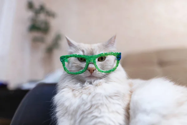 Domestic Cat Red White Color Tries Glasses Drawn Pen — Stock Photo, Image