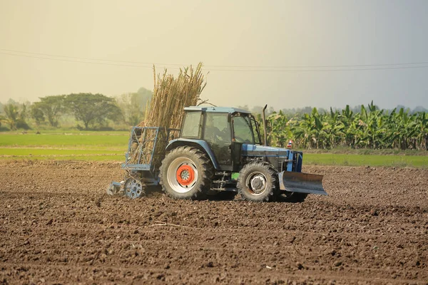 Mezőgazdasági gépek, cukornád. — Stock Fotó