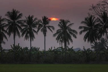 Siluet palmiye ağacı ve günbatımı yaz doğa arka plan.