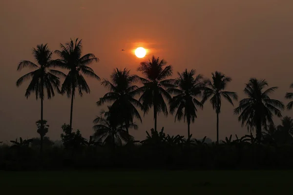 Silhouet palm tree en zonsondergang zomer natuur achtergrond. — Stockfoto