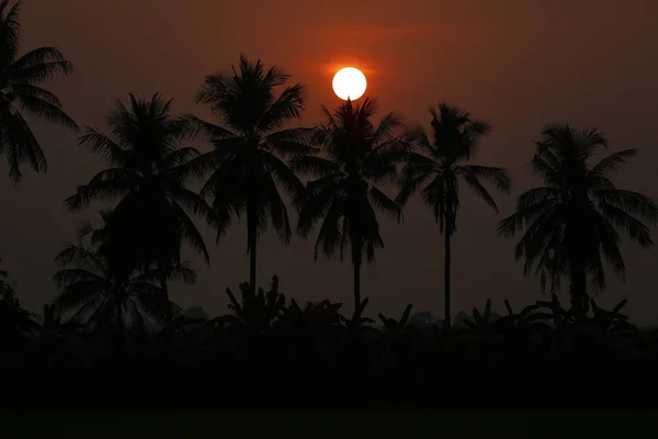 Siluet palmiye ağacı ve günbatımı yaz doğa arka plan. — Stok fotoğraf
