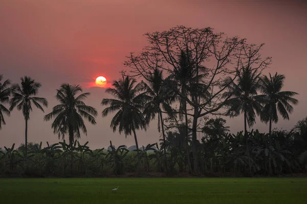 Silueta palm tree a západ slunce letní přírodní pozadí. — Stock fotografie