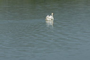 Tayland Gölü 'nde beyaz kuğu..