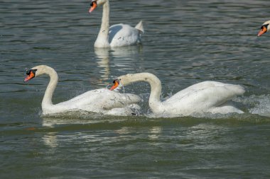 Tayland Gölü 'nde beyaz kuğu..