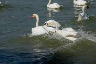 Tayland Gölü 'nde beyaz kuğu..