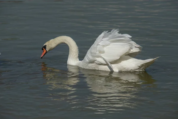 Swan White on Lake, Thailand. — 图库照片