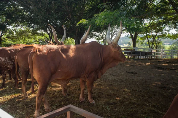 Vaca con cuernos largos en establo de vacas, Tailandia . — Foto de Stock