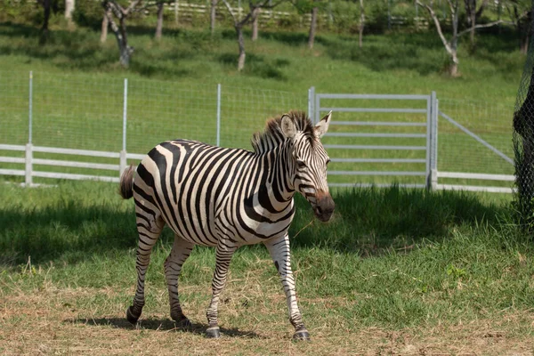 Portret van een zebra. Close-up. — Stockfoto