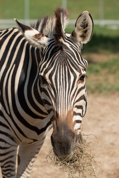 Portrait of a zebra. Close-up.
