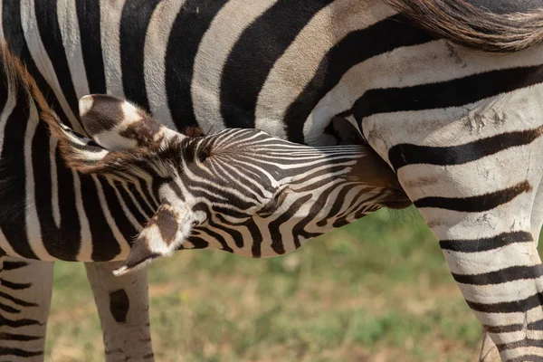 Ritratto di zebra. Primo piano . — Foto Stock