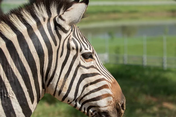 Portret van een zebra. Close-up. — Stockfoto