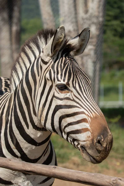 Portret van een zebra. Close-up. — Stockfoto