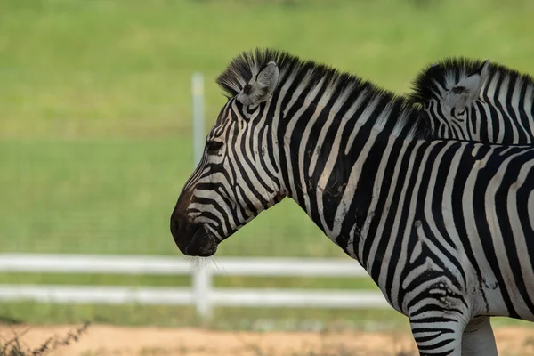 Portret van een zebra. Close-up. — Stockfoto