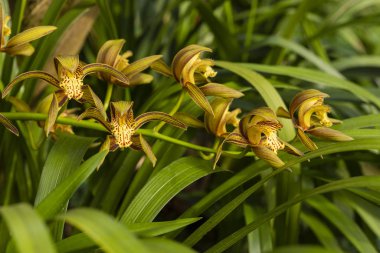 Doğada yeşil bir arka planda çiçek açan orkide.