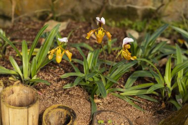 Doğada yeşil bir arka planda çiçek açan orkide.