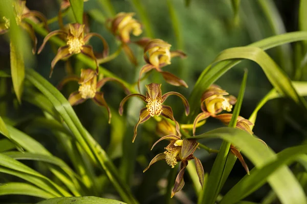 Orchidée en fleurs sur un fond vert dans la nature . — Photo