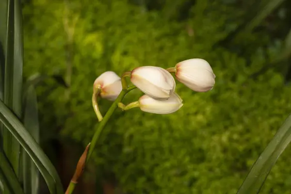 Orchidée en fleurs sur un fond vert dans la nature . — Photo