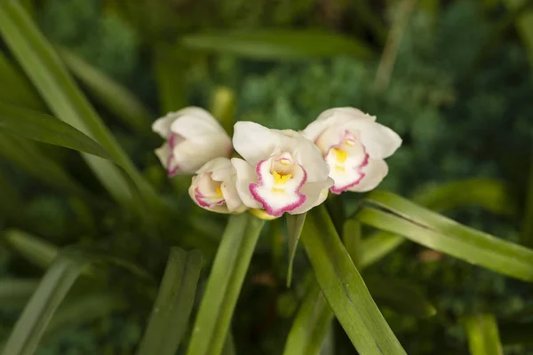 Orchidée en fleurs sur un fond vert dans la nature . — Photo