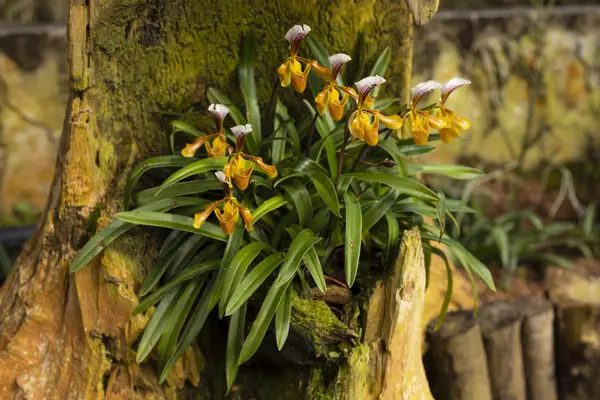 Orchidée en fleurs sur un fond vert dans la nature . — Photo