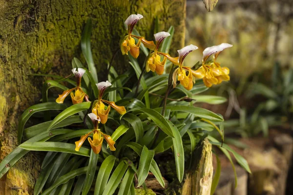 Orchidée en fleurs sur un fond vert dans la nature . — Photo