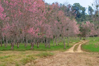 Pembe ağaçlı yalnız bir sokak (kiraz çiçeği))