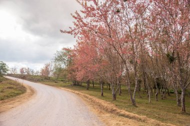 Pembe ağaçlı yalnız bir sokak (kiraz çiçeği))
