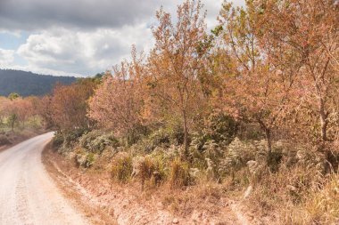 Pembe ağaçlı yalnız bir sokak (kiraz çiçeği))