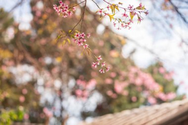 Pembe bahçe (tam çiçek açan kiraz çiçeği)).