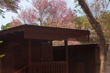 Pembe bahçe (tam çiçek açan kiraz çiçeği)).