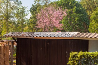 Pembe bahçe (tam çiçek açan kiraz çiçeği)).