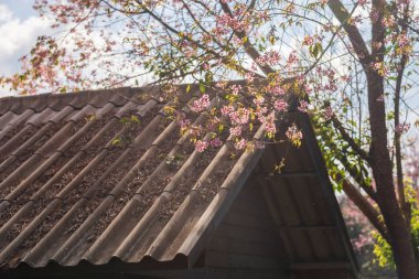 Pembe bahçe (tam çiçek açan kiraz çiçeği)).