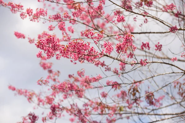 Jardin rose (fleur de cerisier pleine fleur ). — Photo