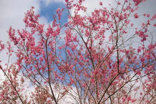 Розовый сад (цветущая вишня) ). — стоковое фото