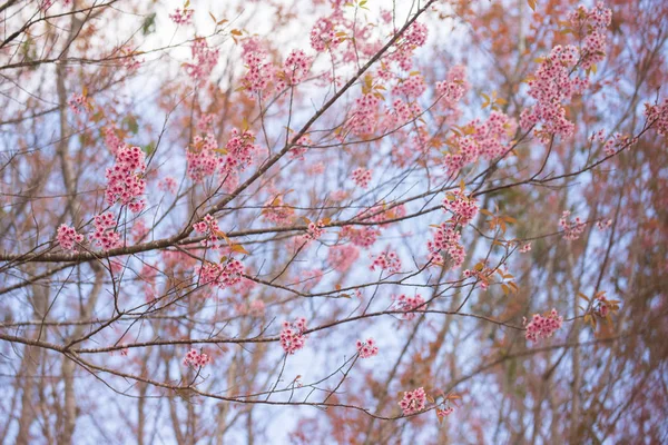 Roze tuin (volle bloei kersenbloesem). — Stockfoto