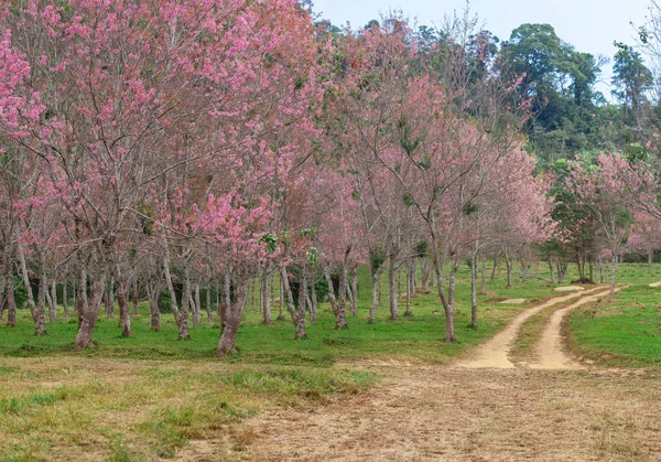 ピンク色の木の寂しい道（桜が咲く）) — ストック写真