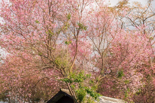 Pink garden (full bloom cherry blossom). — Stock Photo, Image