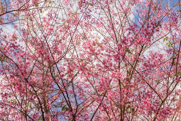 Jardin rose (fleur de cerisier pleine fleur ). — Photo