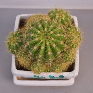 Kaktüs saksıda, gri arka planda..